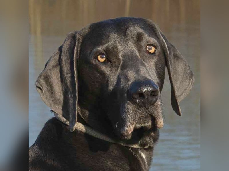 Joe Fritz - aktiver Familienhund - Tierhilfe Franken e.V.