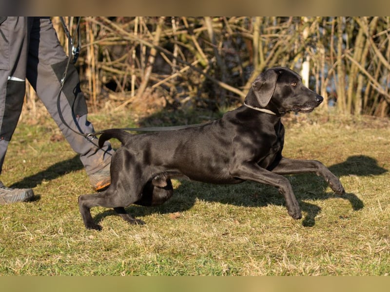 Joe Fritz - aktiver Familienhund - Tierhilfe Franken e.V.