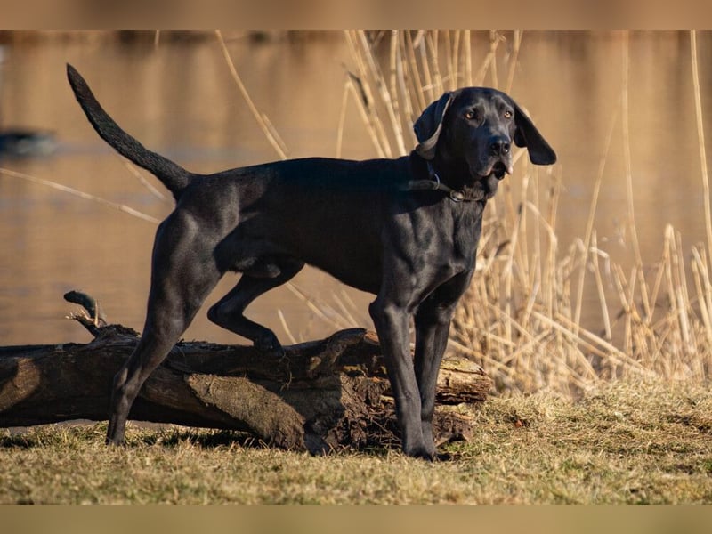 Joe Fritz - aktiver Familienhund - Tierhilfe Franken e.V.