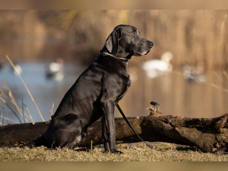 Joe Fritz - aktiver Familienhund - Tierhilfe Franken e.V.
