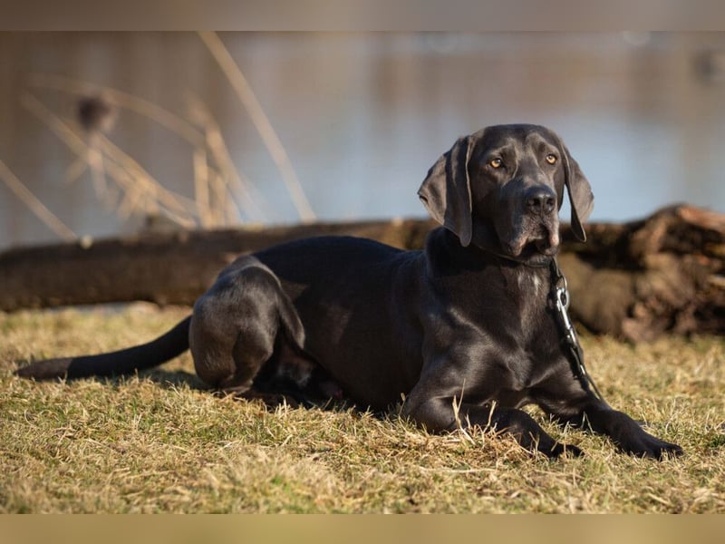 Joe Fritz - aktiver Familienhund - Tierhilfe Franken e.V.