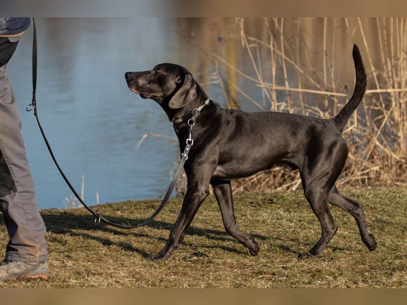 Joe Fritz - aktiver Familienhund - Tierhilfe Franken e.V.