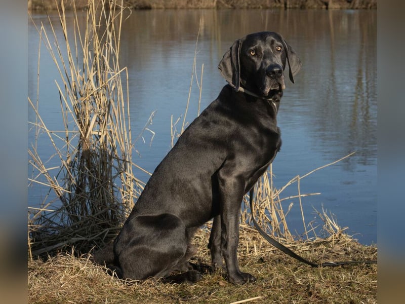 Joe Fritz - aktiver Familienhund - Tierhilfe Franken e.V.