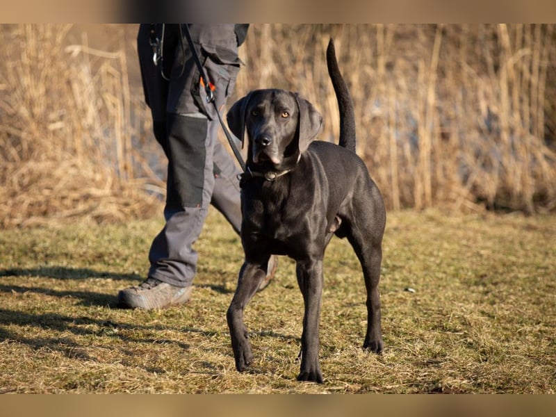 Joe Fritz - aktiver Familienhund - Tierhilfe Franken e.V.