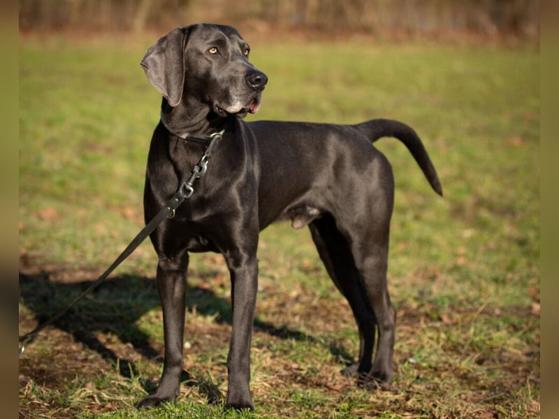 Joe Fritz - aktiver Familienhund - Tierhilfe Franken e.V.
