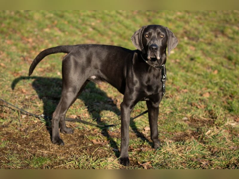 Joe Fritz - aktiver Familienhund - Tierhilfe Franken e.V.