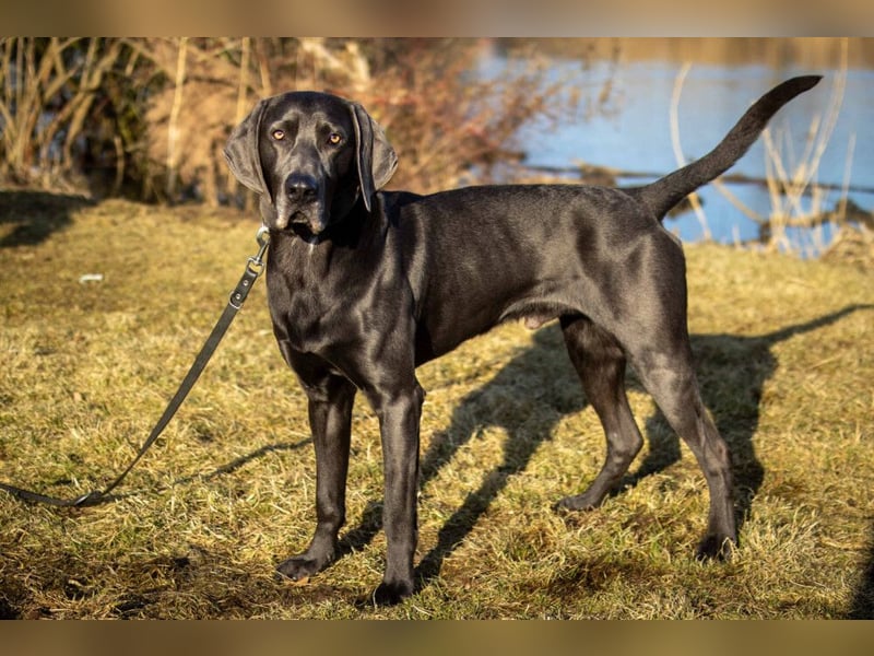 Joe Fritz - aktiver Familienhund - Tierhilfe Franken e.V.