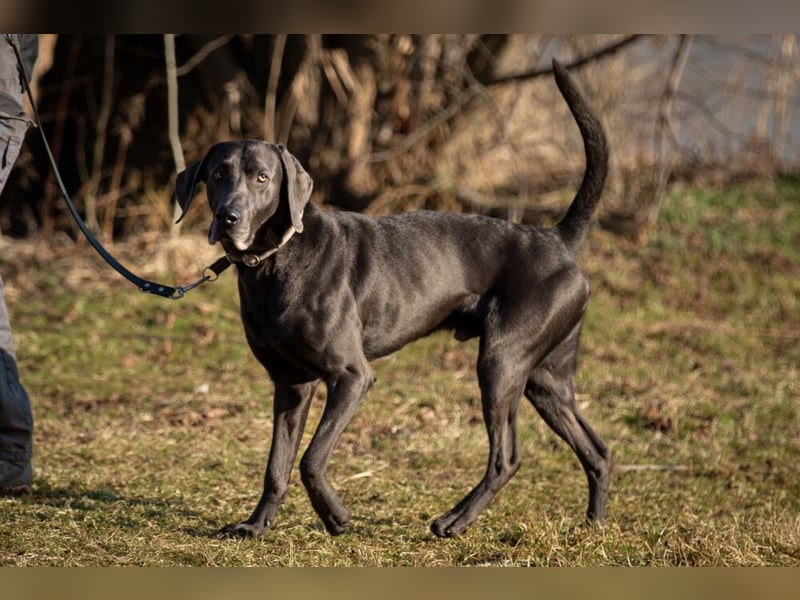 Joe Fritz - aktiver Familienhund - Tierhilfe Franken e.V.