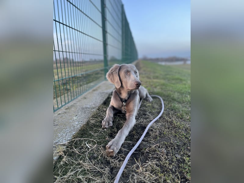 Weimaraner Langhaar Welpen