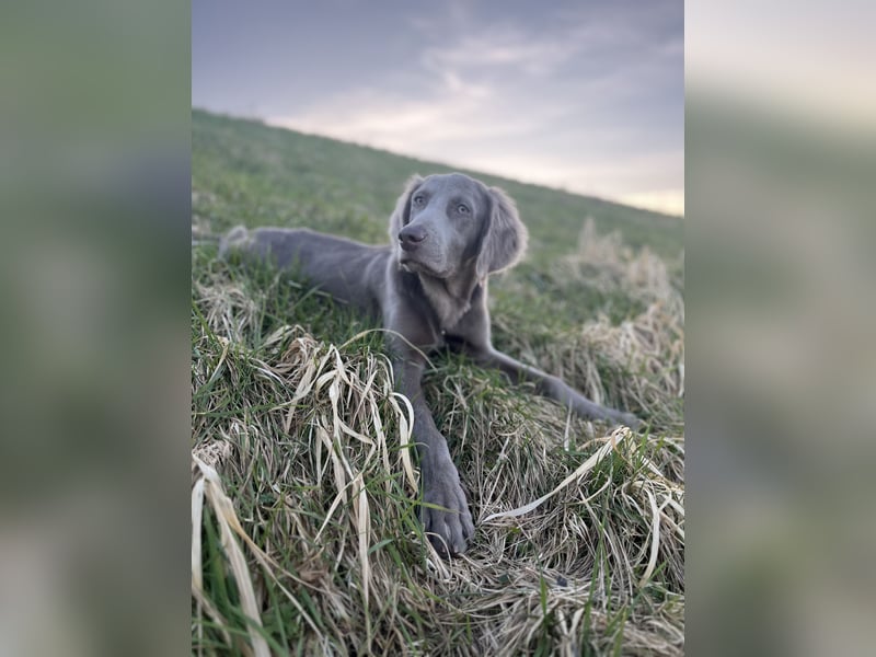 Weimaraner Langhaar Welpen