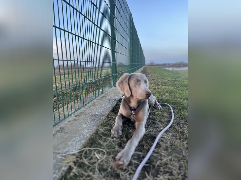 Weimaraner Langhaar Welpen