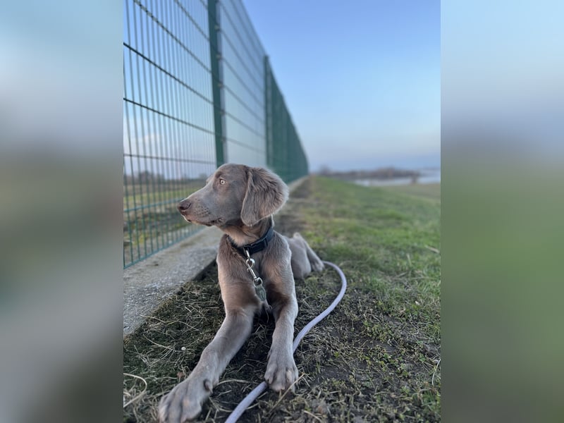 Weimaraner Langhaar Welpen