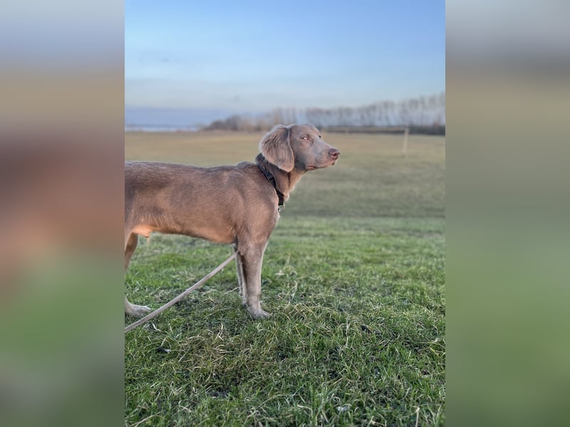 Weimaraner Langhaar Welpen