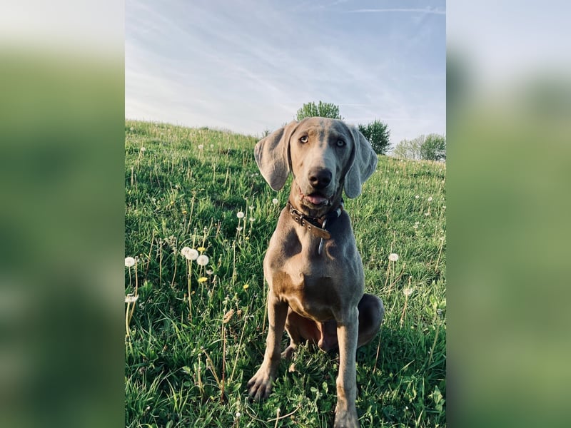 Füge, junger bildhübscher Weimaraner geb. 2023