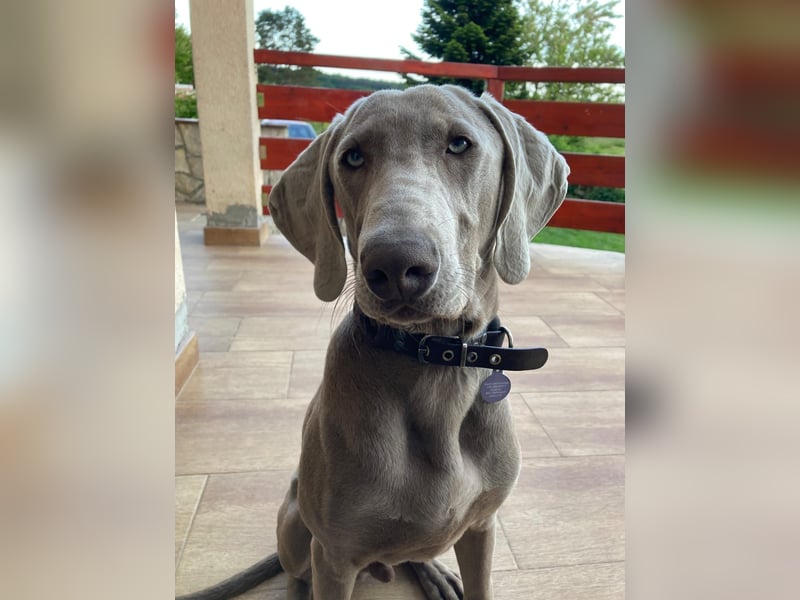 Füge, junger bildhübscher Weimaraner geb. 2023