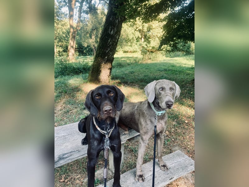 Füge, junger bildhübscher Weimaraner geb. 2023