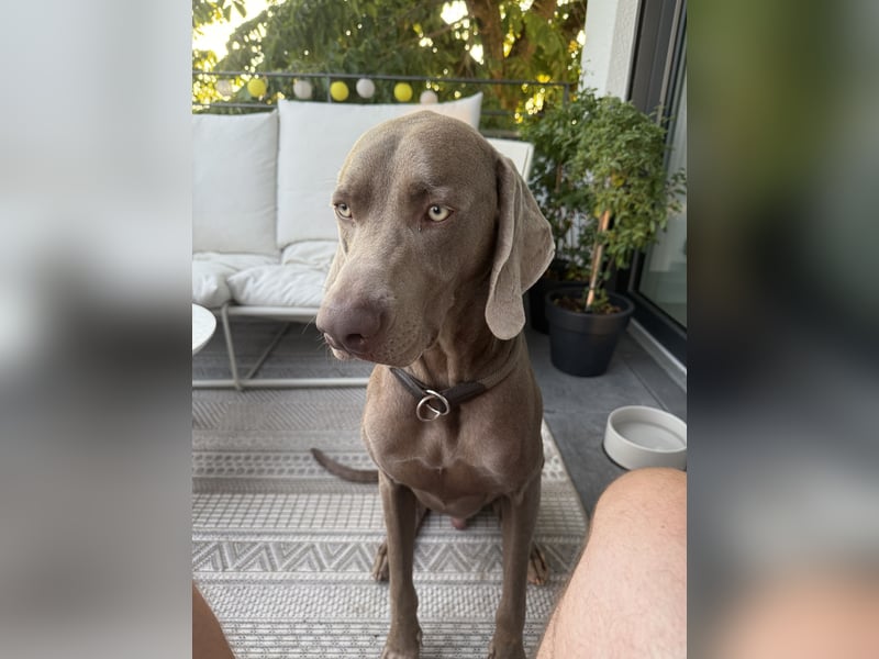 Silberner Weimaraner - Rüde (1 Jahr)