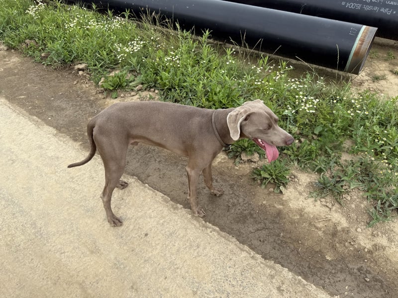 Silberner Weimaraner - Rüde (1 Jahr)