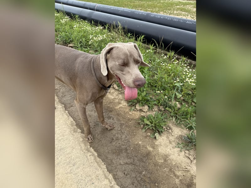 Silberner Weimaraner - Rüde (1 Jahr)