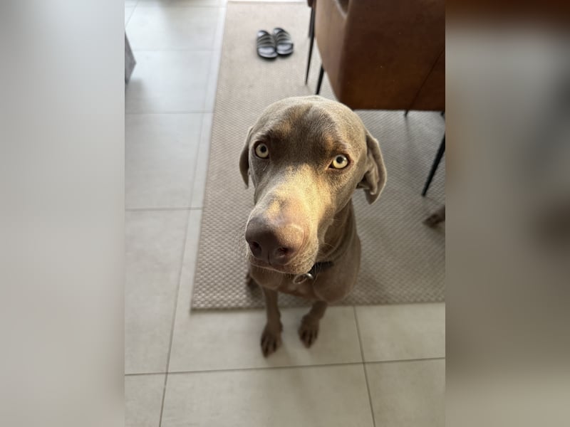 Silberner Weimaraner - Rüde (1 Jahr)