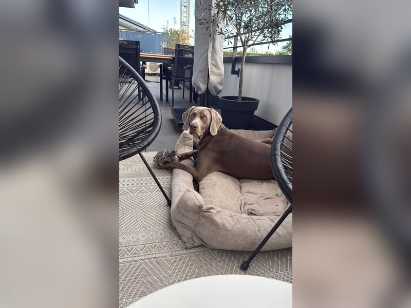 Silberner Weimaraner - Rüde (1 Jahr)