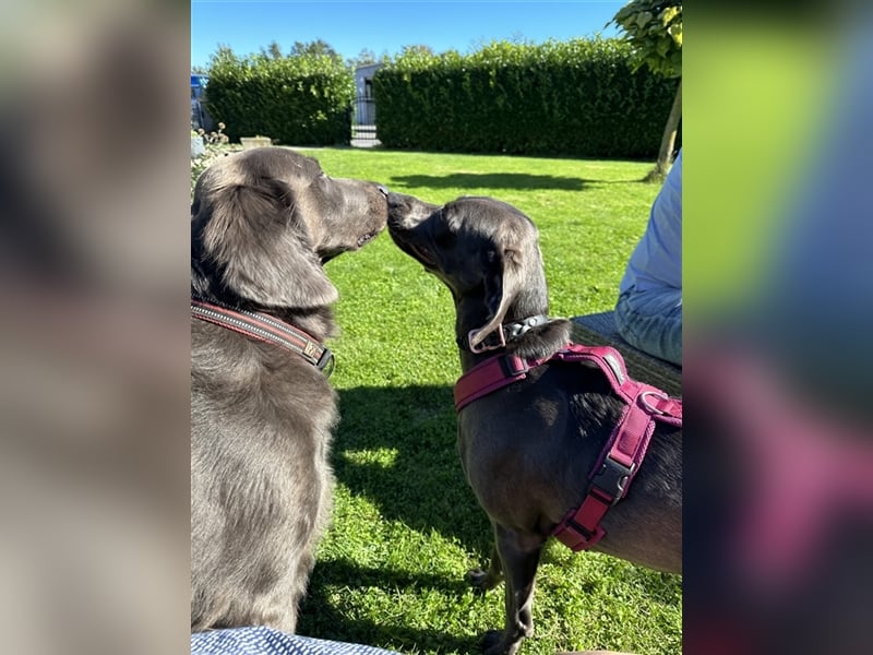 Blaue Langhaar / Kurzhaar evtl. auch graue Weimaraner Welpen