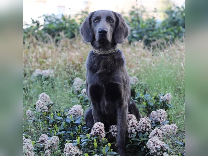 Blaue Langhaar / Kurzhaar evtl. auch graue Weimaraner Welpen