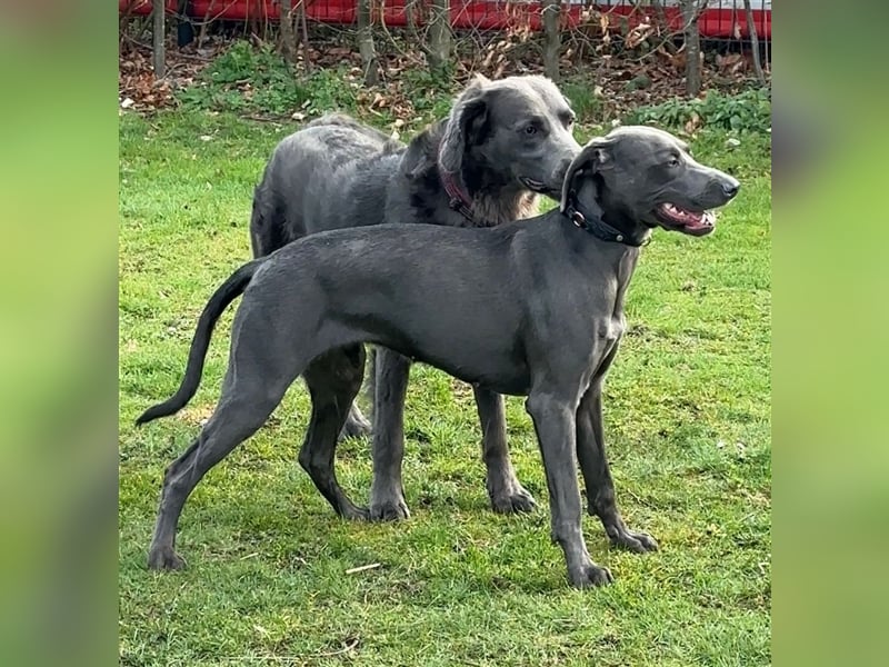 Blaue Langhaar / Kurzhaar evtl. auch graue Weimaraner Welpen