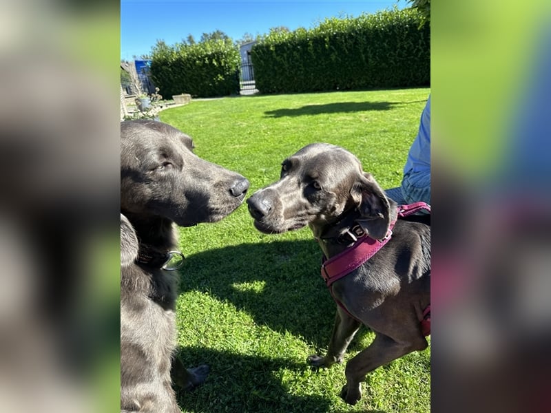 Blaue Langhaar / Kurzhaar evtl. auch graue Weimaraner Welpen