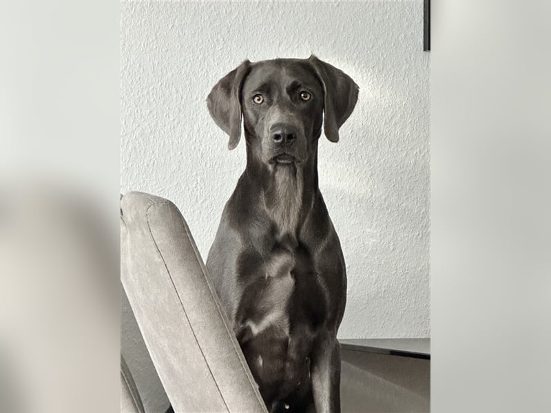 Blaue Langhaar / Kurzhaar evtl. auch graue Weimaraner Welpen