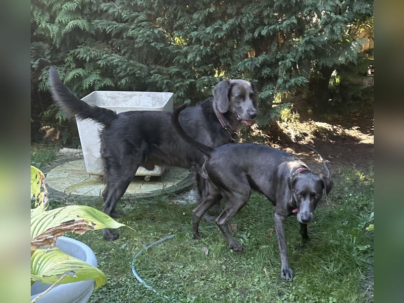 Blaue Langhaar / Kurzhaar evtl. auch graue Weimaraner Welpen