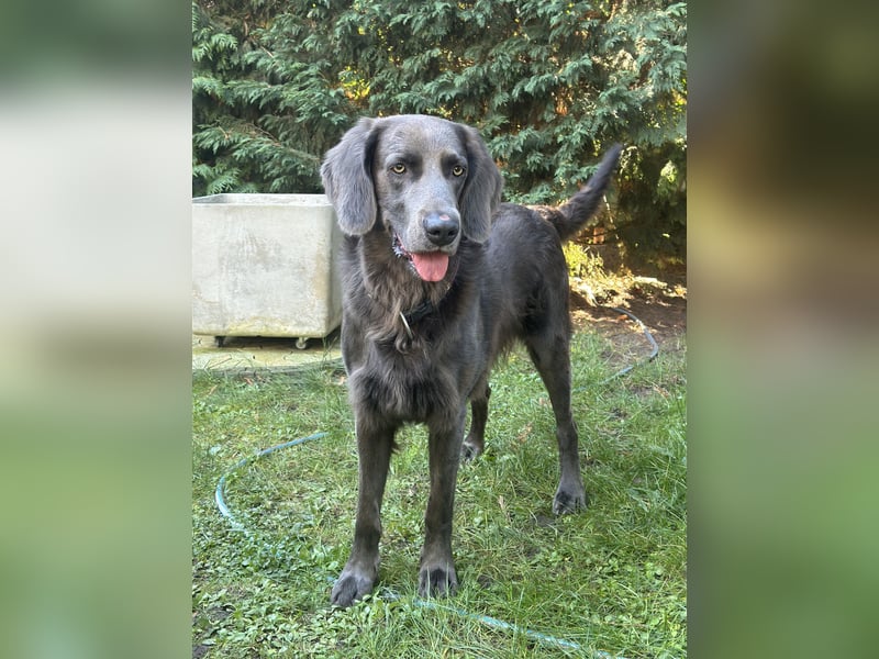 Blaue Langhaar / Kurzhaar evtl. auch graue Weimaraner Welpen