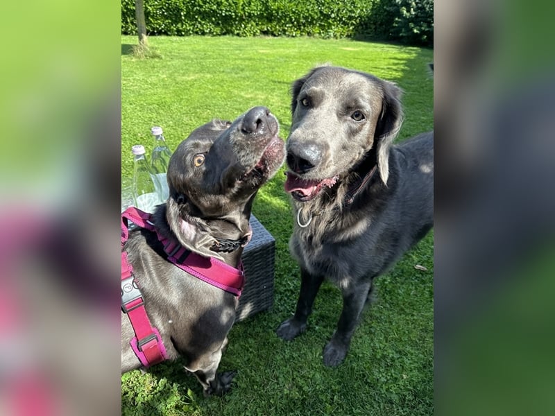 Blaue Langhaar / Kurzhaar evtl. auch graue Weimaraner Welpen