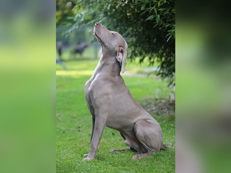 Weimaraner Welpen vom Zwinger Spirit-of-Eywa