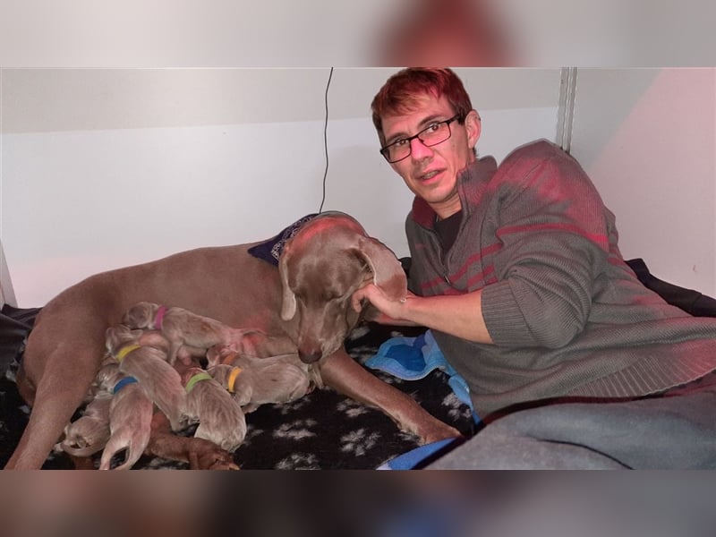 Weimaraner Welpen vom Zwinger Spirit-of-Eywa