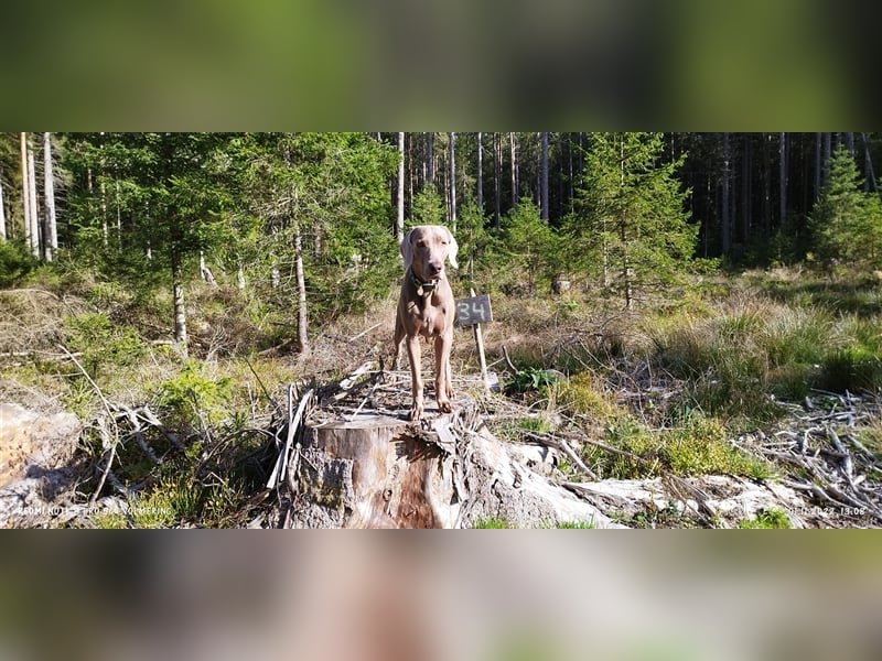 Weimaraner Welpen vom Zwinger Spirit-of-Eywa