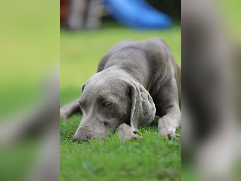 Weimaraner Welpen vom Zwinger Spirit-of-Eywa
