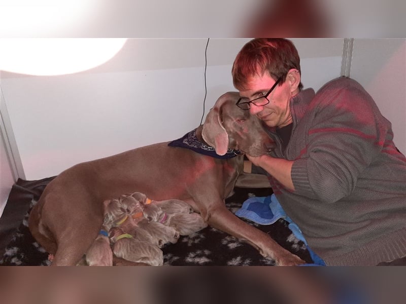 Weimaraner Welpen vom Zwinger Spirit-of-Eywa
