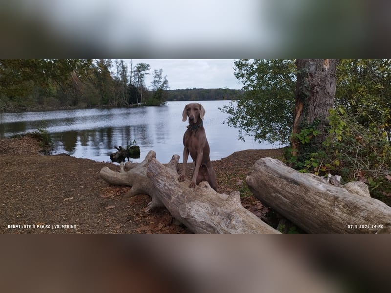 Weimaraner Welpen vom Zwinger Spirit-of-Eywa