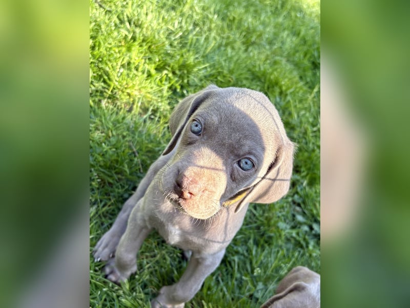 8 Reinrassige Weimaraner Welpen (Silber)