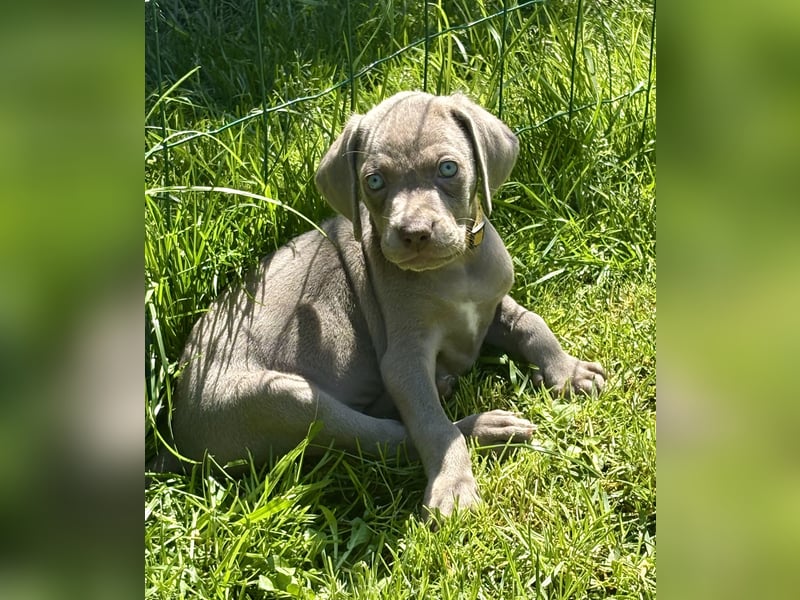 8 Reinrassige Weimaraner Welpen (Silber)