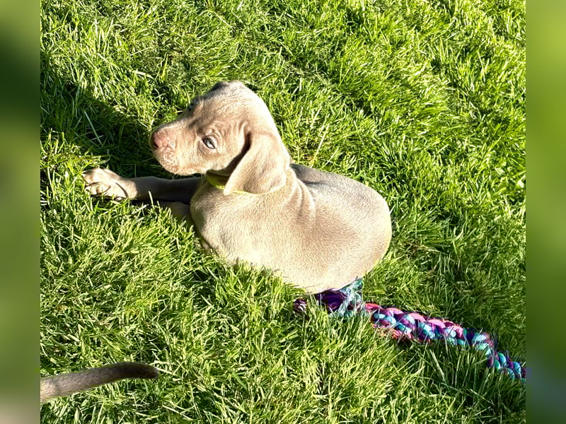 8 Reinrassige Weimaraner Welpen (Silber)