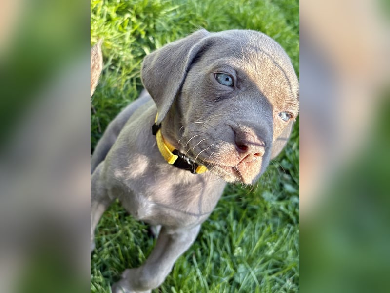 8 Reinrassige Weimaraner Welpen (Silber)