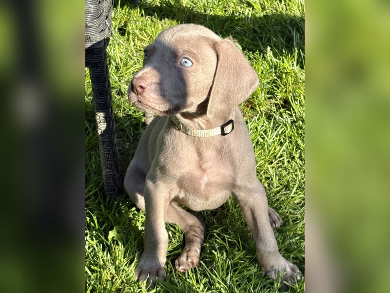 8 Reinrassige Weimaraner Welpen (Silber)