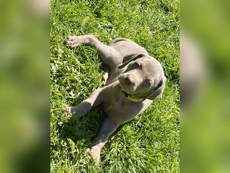 8 Reinrassige Weimaraner Welpen (Silber)