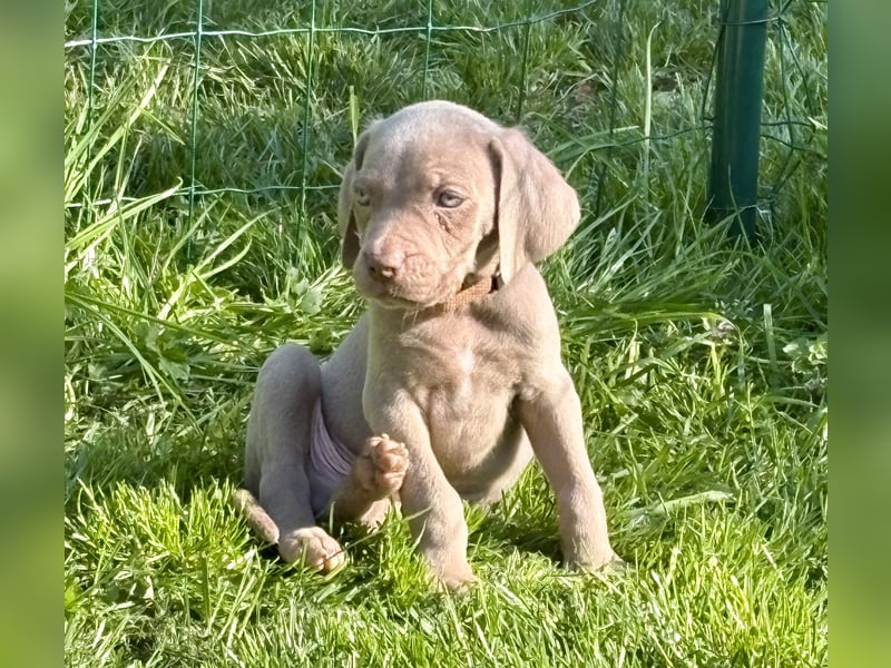 8 Reinrassige Weimaraner Welpen (Silber)