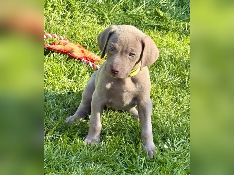 8 Reinrassige Weimaraner Welpen (Silber)