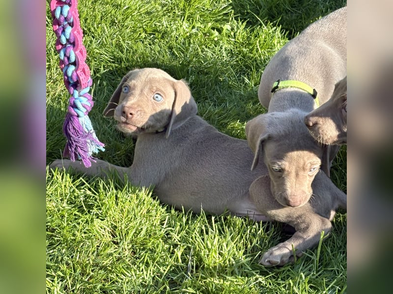 8 Reinrassige Weimaraner Welpen (Silber)