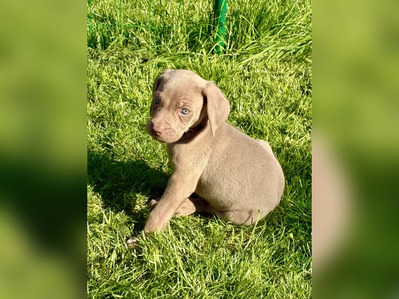 8 Reinrassige Weimaraner Welpen (Silber)