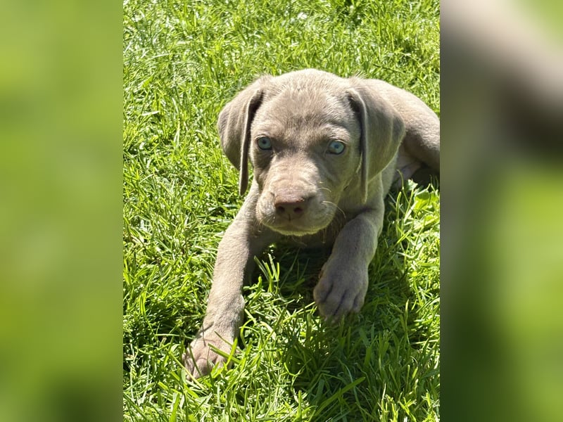 8 Reinrassige Weimaraner Welpen (Silber)